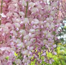 Photo of Wisteria floribunda 'Rosea'
