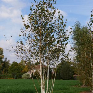 Photo of Betula utilis var.jacquemontii multi-stemmed 125-150cm
