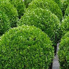 Photo of Buxus sempervirens ball 40cm