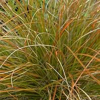 Photo of Carex testacea