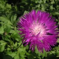 Photo of Centaurea dealbata
