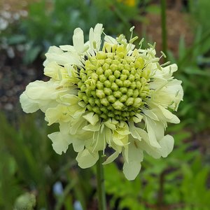 Photo of Cephalaria gigantea