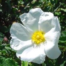Photo of Cistus x hybridus
