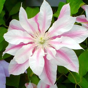 Photo of Clematis 'Andromeda'