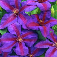 Photo of Clematis 'Mrs N. Thompson'
