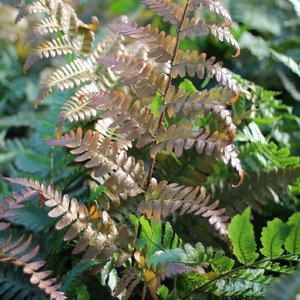 Photo of Dryopteris erythrosora