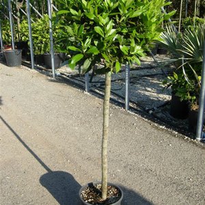Photo of Laurus nobilis standard