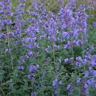 Photo of Nepeta 'Six Hills Giant'