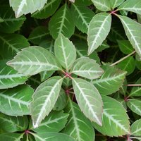 Photo of Parthenocissus henryana