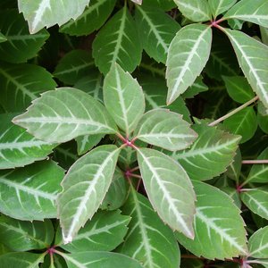 Photo of Parthenocissus henryana