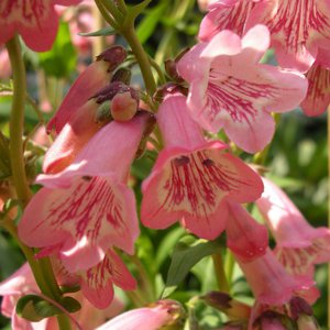 Photo of Penstemon 'Hewell Pink Bedder'