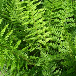 Photo of Polystichum polyblepharum