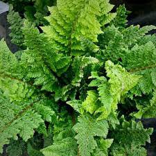 Photo of Polystichum setiferum