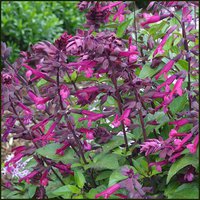 Photo of Salvia 'Love and Wishes'